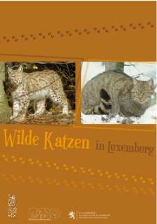 Wilde Katzen in Luxemburg