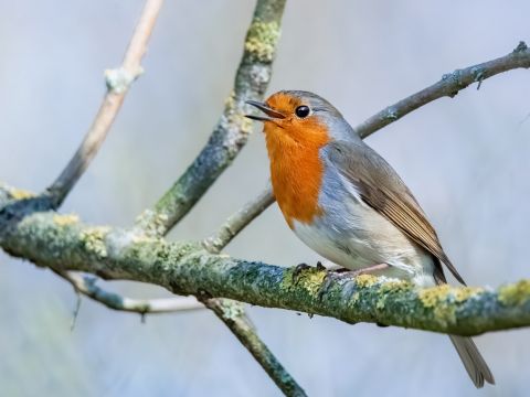 Singendes Rotkehlchen im Baum
