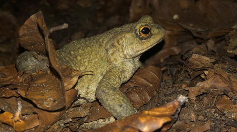 Un crapaud