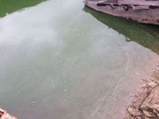 Présence d’algues bleues dans le lac de la Haute-Sûre: interdiction de baignade et de toute activité nautique