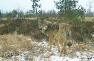 Genetik bestätigt Wolf im Raum Niederanven – (13.05.2020)