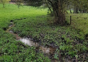 Ruisseau dans la forêt