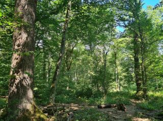 Réaction du ministère de l'Environnement du Climat et du Développement durable quant aux activités prenant place dans la forêt dit "Bobësch"