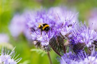 Bumblebee collects pollen nectar from "Phacelia" flowers. Selective focus, blurred background. Flower also known as "scorpion weed", "purple tansy", "fiddle neck" and "fernleaf fiddle neck". Ireland