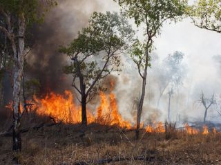 Bild Waldbrand