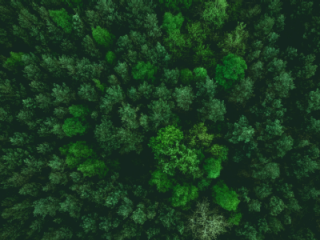 Agir contre la déforestation: nouvelles règles européennes et accompagnement au Luxembourg 