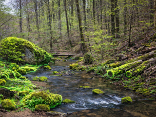 Lancement de la consultation publique concernant le projet du Plan national de restauration de la nature 