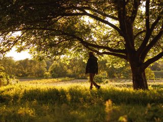 Side view of unrecognizable male trekker walking next to tree with sprawling branches on green meadow in beautiful spring forest in sunny day