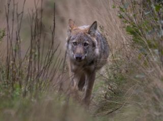 Wolf im Raum Wincrange nachgewiesen