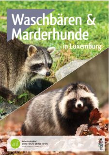 Waschbären & Marderhunde in Luxemburg