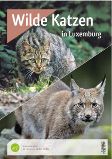 Wilde Katzen in Luxemburg