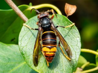 Frelon asiatique (Vespa velutina)