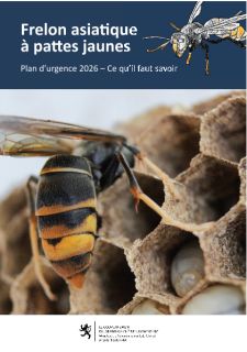 Frelon asiatique  à pattes jaunes Plan d’urgence 2026