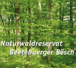 Faltblatt zum Naturwaldreservat „Beetebuerger Bësch“ in Bettemburg/Leudelingen