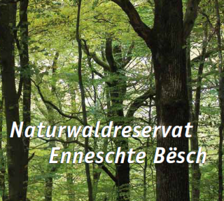Faltblatt zum Naturwaldreservat „Enneschte Bësch“ in Batringen