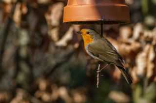 Mangeoires pour oiseaux 