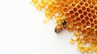 Atelier créatif en cire d'abeille pour les familles 