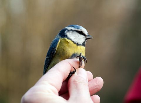 Portrait de la mésange bleue