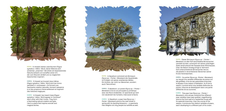 Exemples d'arbres remarquables luxembourgeois.
