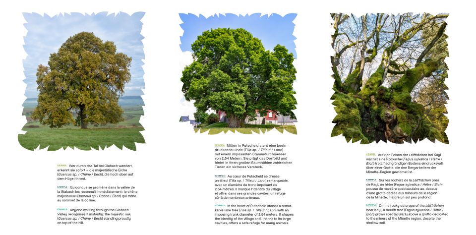 Exemples d'arbres remarquables luxembourgeois.