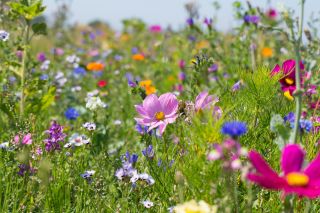 Bunte blühende Sommerwiese mit Wildblumen für Bienen und Insekten